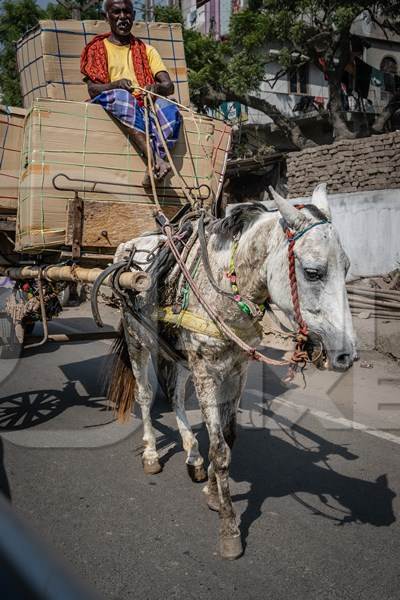 Working Indian horse used for animal labour pulling cart in Patna, Bihar, India, 2017