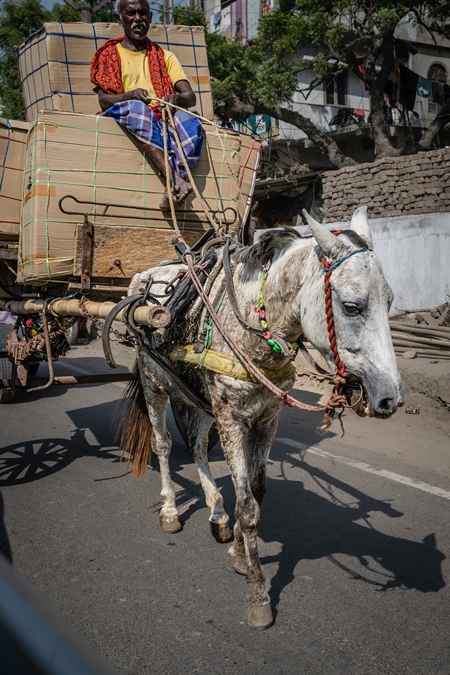 Working Indian horse used for animal labour pulling cart in Patna, Bihar, India, 2017