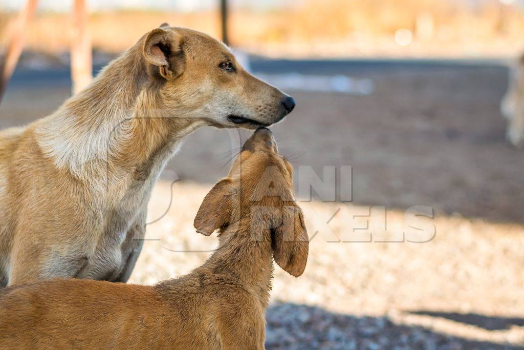 Brown street dog mother with one puppy in the city