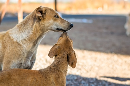 Brown street dog mother with one puppy in the city