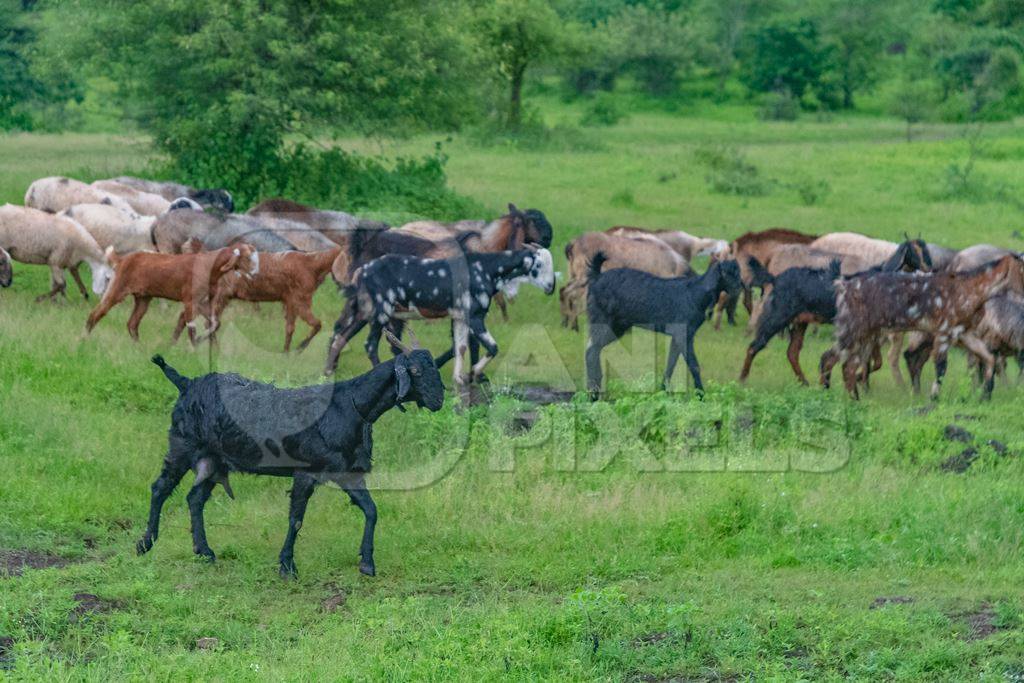 Herd of Indian goats and sheep walking in green field in Maharashtra in India