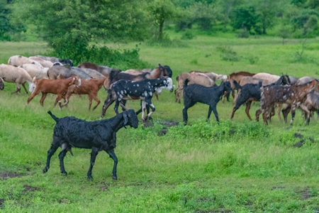 Herd of Indian goats and sheep walking in green field in Maharashtra in India