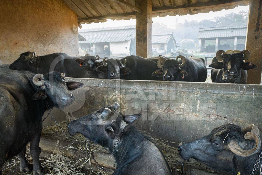 Farmed Indian buffaloes chained up in a line on an urban dairy farm or tabela, Aarey milk colony, Mumbai, India, 2023