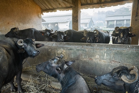 Farmed Indian buffaloes chained up in a line on an urban dairy farm or tabela, Aarey milk colony, Mumbai, India, 2023