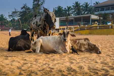 Street cows on beach in Goa in India