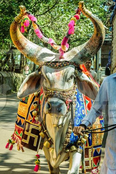 Decorated holy cow for religious festival with man walking on street