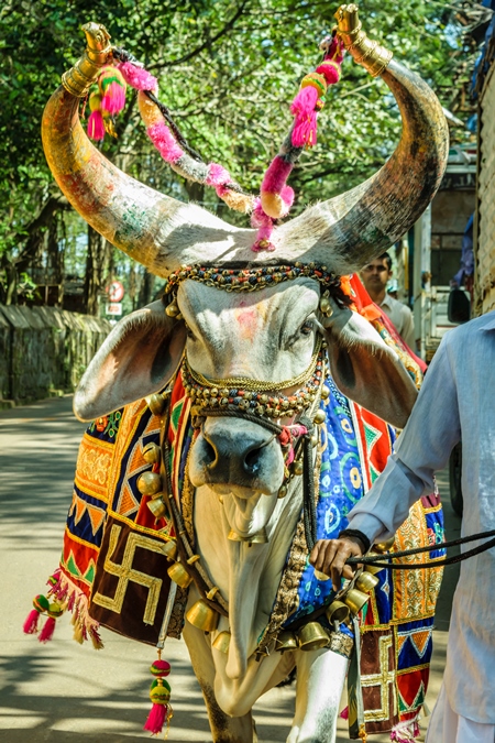 Decorated holy cow for religious festival with man walking on street