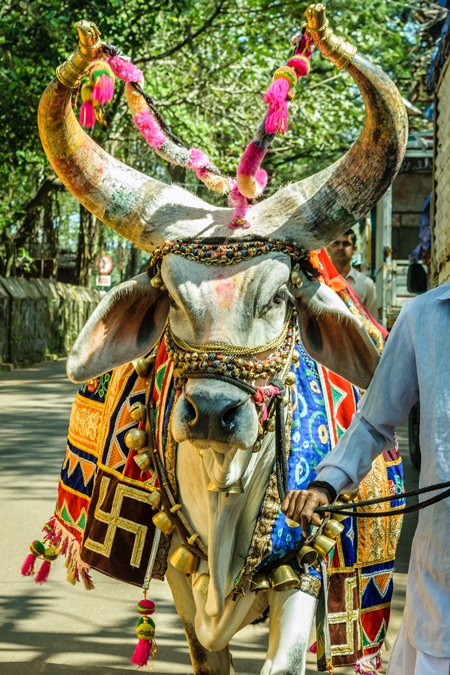 Decorated holy cow for religious festival with man walking on street