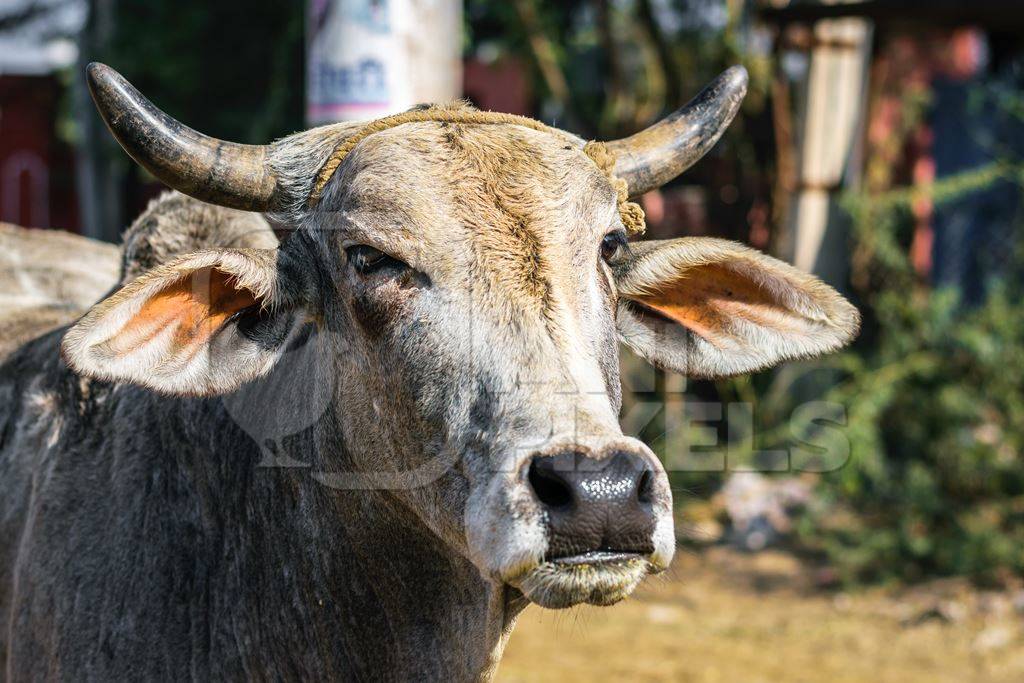 Street cow on street in Bikaner in Rajasthan
