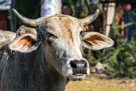 Street cow on street in Bikaner in Rajasthan