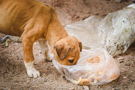 Indian street puppy dog or Indian stray pariah puppy dog eating garbage from a plastic bag, Jodhpur, Rajasthan, India, 2022