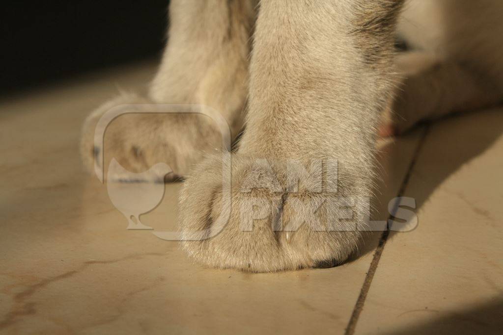 Close up of paws of white pet cat