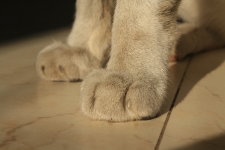 Close up of paws of white pet cat