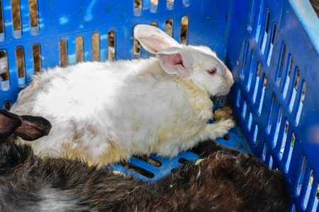 Rabbits in a blue crate on sale for meat at Juna Bazaar market