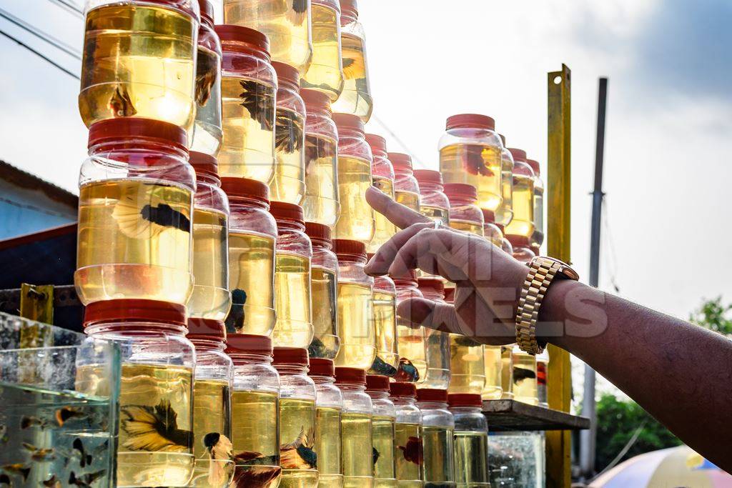 Rows of betta fish or siamese fighting fish in small containers on sale at Galiff Street pet market, Kolkata, India, 2022