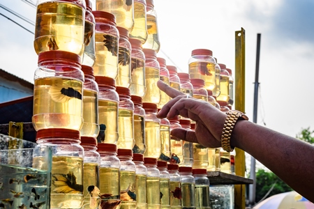 Rows of betta fish or siamese fighting fish in small containers on sale at Galiff Street pet market, Kolkata, India, 2022