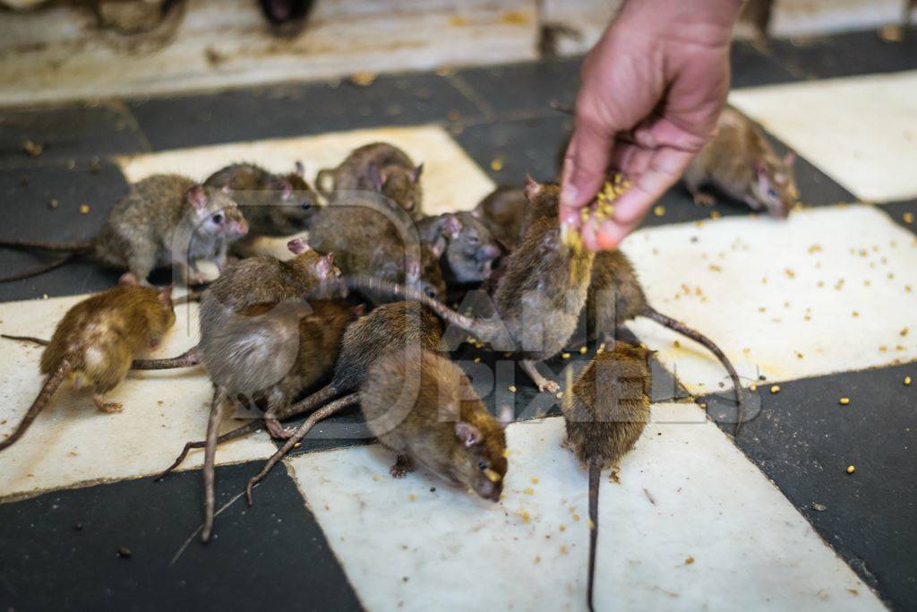 Man feeding urban rats at the Karni mata holy rat temple