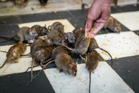 Man feeding urban rats at the Karni mata holy rat temple