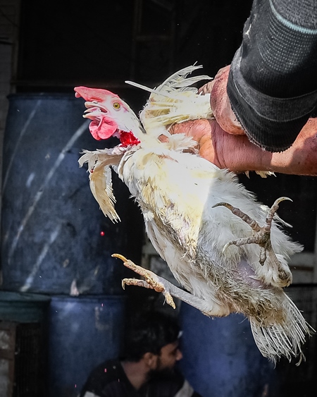 Slaughterhouse workers pull feathers out of dying chickens after cutting their throats at Ghazipur murga mandi, Ghazipur, Delhi, India, 2022