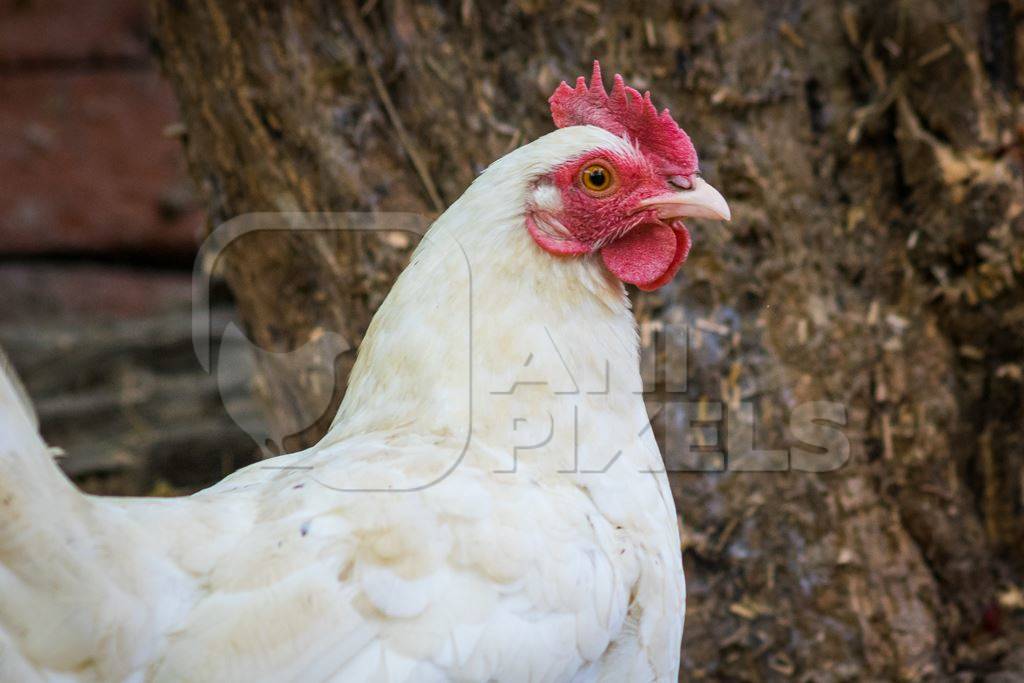 White free range chicken in a rural village in Bihar in India with brown background