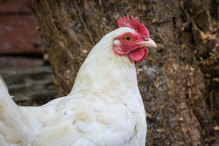 White free range chicken in a rural village in Bihar in India with brown background