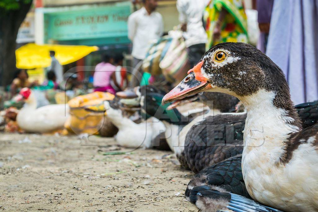 Ducks on sale for meat at an animal market