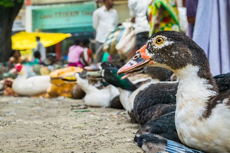 Ducks on sale for meat at an animal market