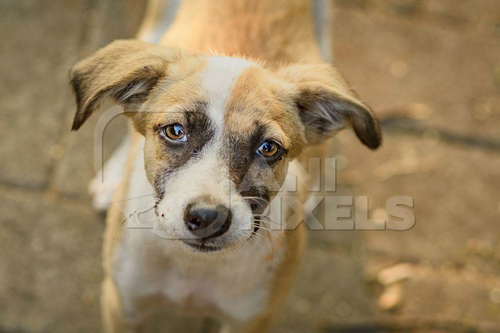 Photo or image of sad looking Indian stray or street pariah puppy dog on road in urban city of Pune, Maharashtra, India, 2021