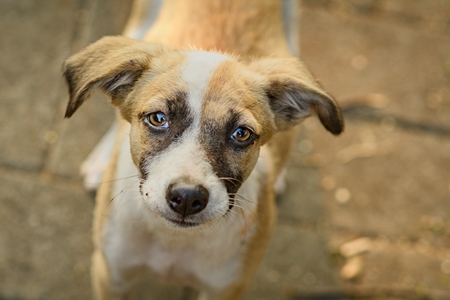 Photo or image of sad looking Indian stray or street pariah puppy dog on road in urban city of Pune, Maharashtra, India, 2021