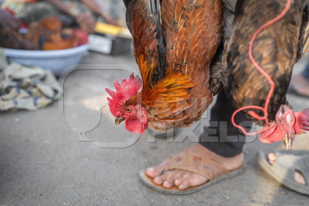 Indian chickens tied together and carried upside down for sale at Wagholi bird market, Pune, Maharashtra, India, 2024