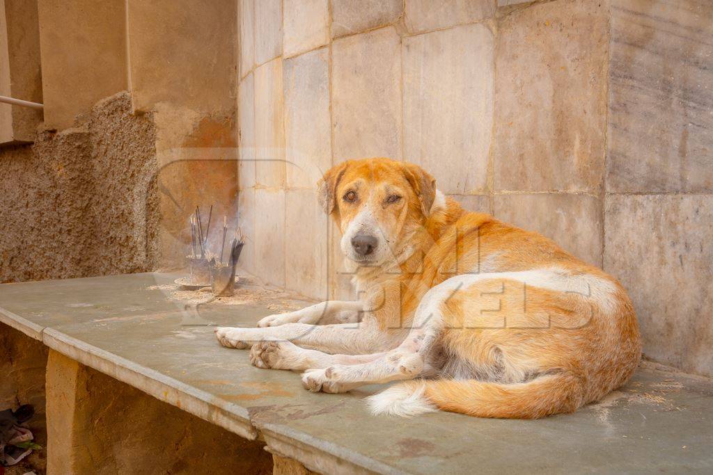 Indian stray or street dog on the street in the town of Pushkar in Rajasthan in India