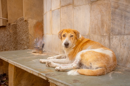 Indian stray or street dog on the street in the town of Pushkar in Rajasthan in India