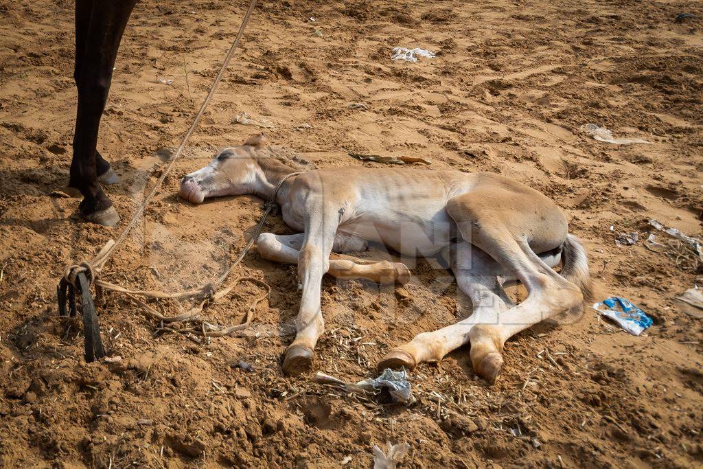 Indian foal lying on the ground on sale at Pushkar camel fair or mela in Rajasthan, India, 2019