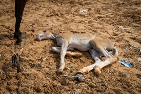 Indian foal lying on the ground on sale at Pushkar camel fair or mela in Rajasthan, India, 2019