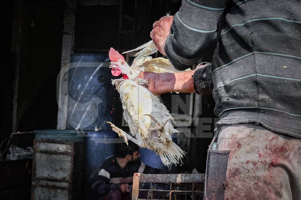 Slaughterhouse workers pull feathers out of dying chickens after cutting their throats at Ghazipur murga mandi, Ghazipur, Delhi, India, 2022