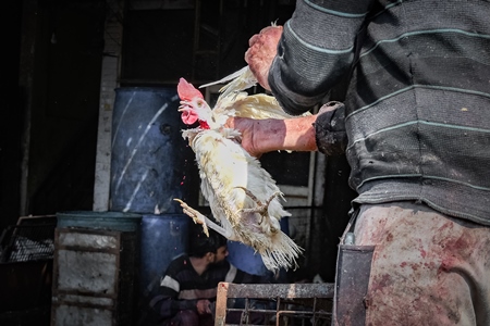 Slaughterhouse workers pull feathers out of dying chickens after cutting their throats at Ghazipur murga mandi, Ghazipur, Delhi, India, 2022