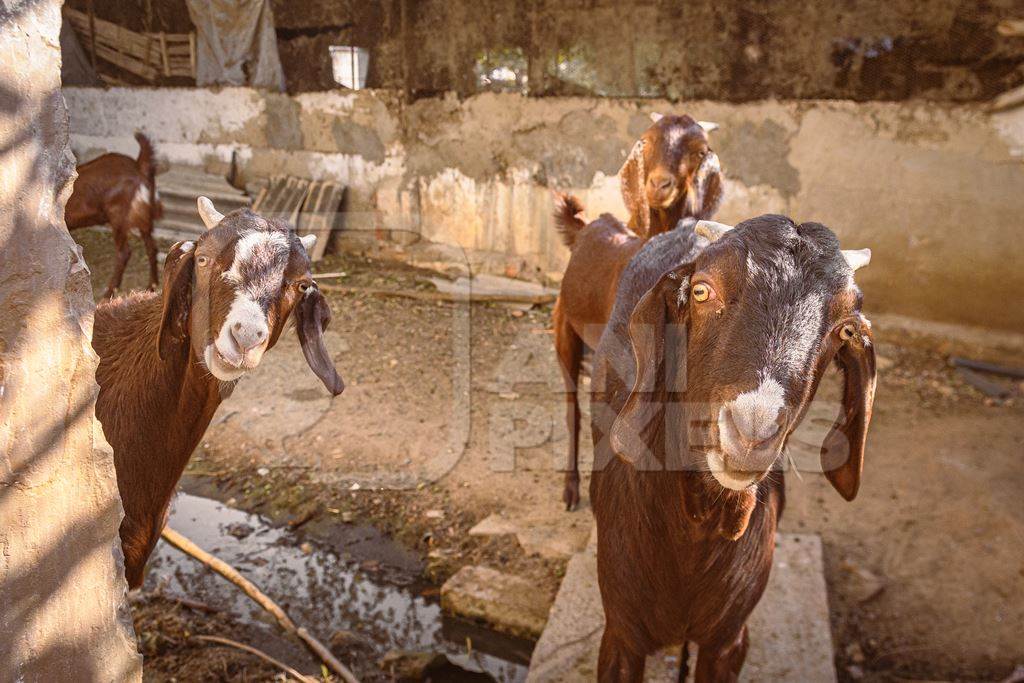 Indian goats on a goat farm in Rajasthan, India, 2022