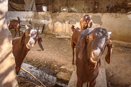 Indian goats on a goat farm in Rajasthan, India, 2022