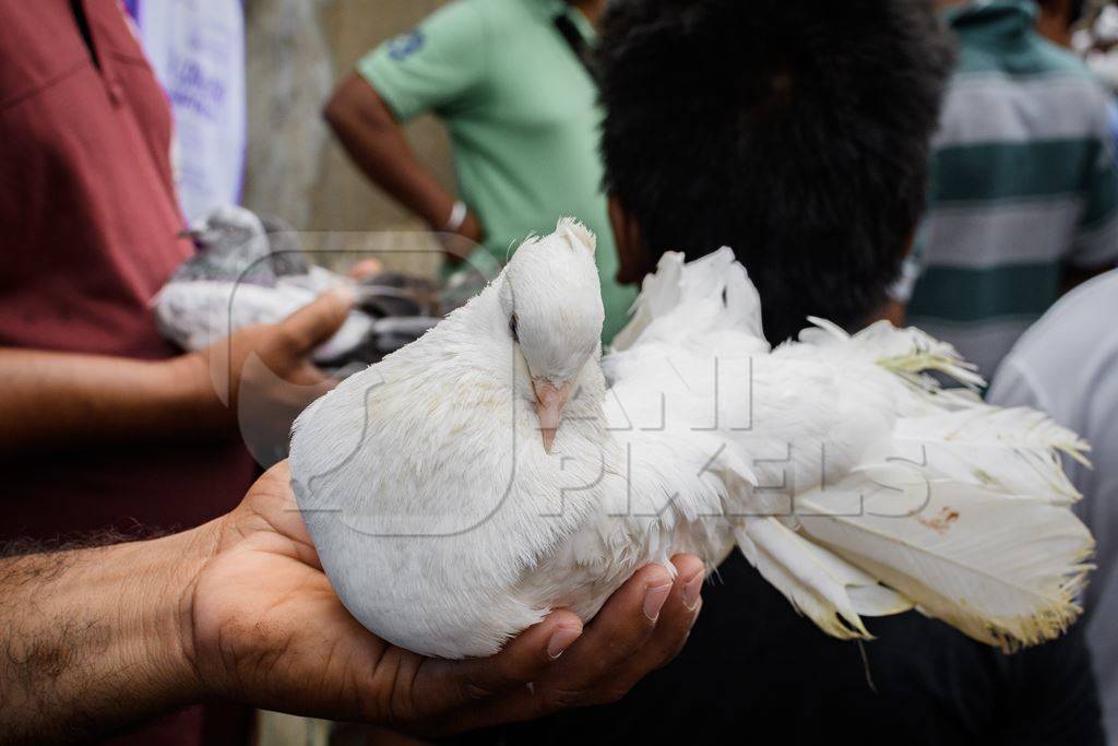 Fancy pet pigeons or doves being handled at Galiff Street pet market, Kolkata, India, 2022
