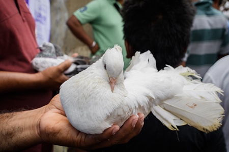 Fancy pet pigeons or doves being handled at Galiff Street pet market, Kolkata, India, 2022