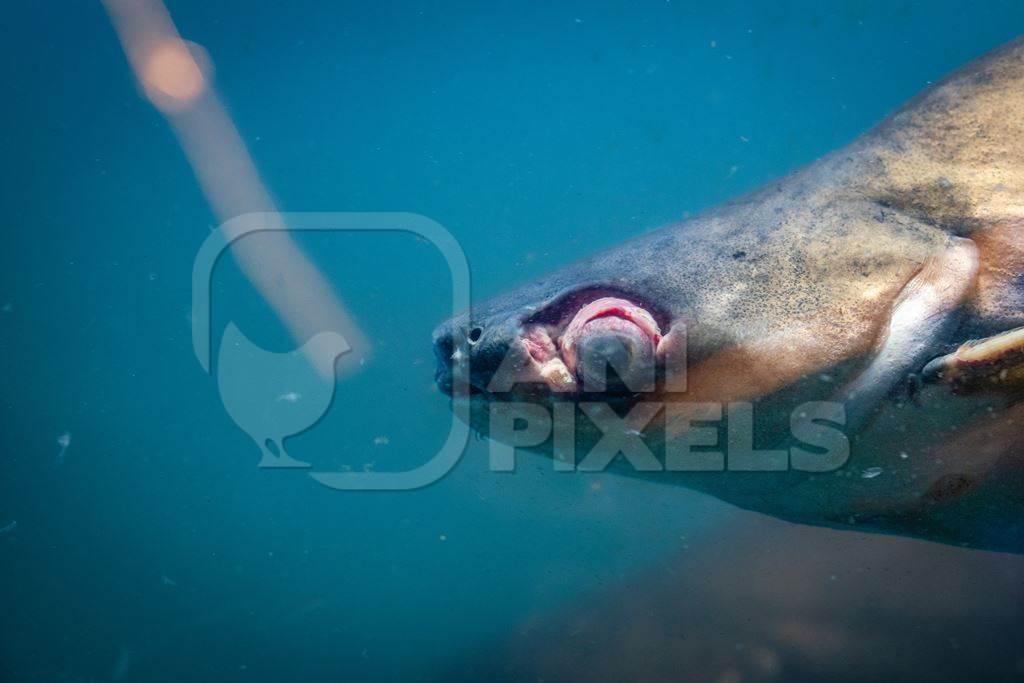 Injured or diseased fish in a tank at an underwater fish tunnel expo aquarium in Pune, Maharashtra, India, 2024