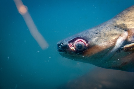 Injured or diseased fish in a tank at an underwater fish tunnel expo aquarium in Pune, Maharashtra, India, 2024