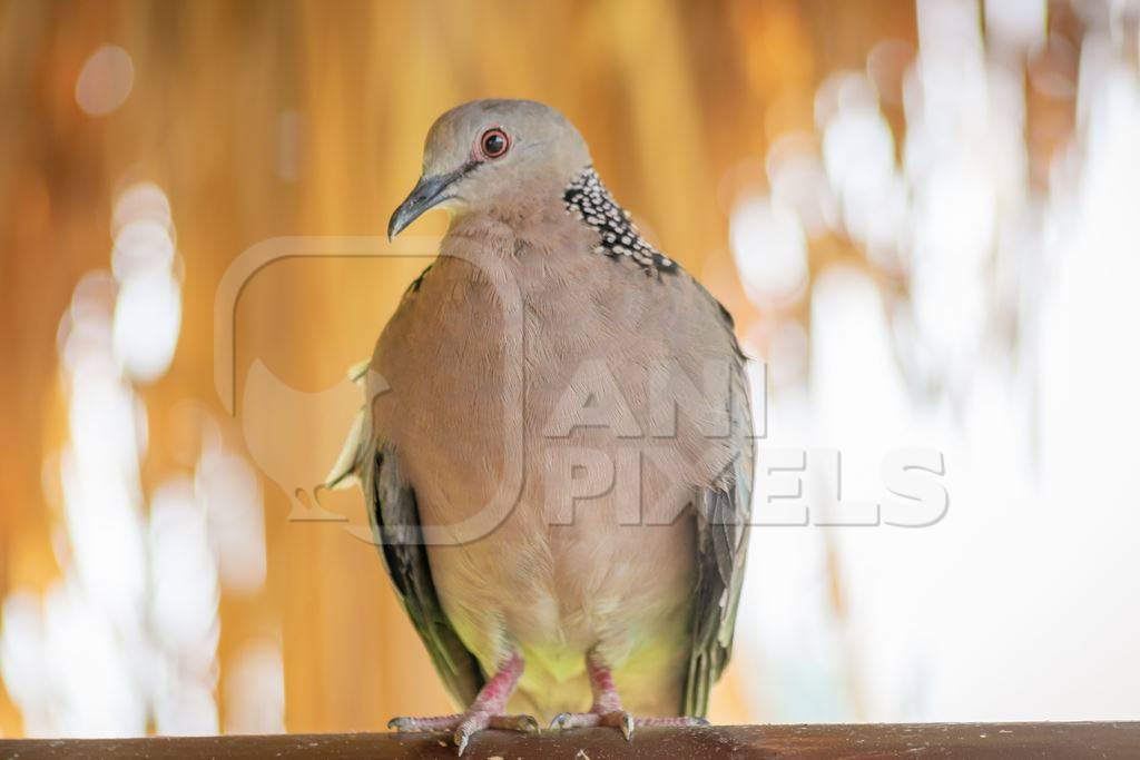 Indian spotted dove wild bird in Assam in India