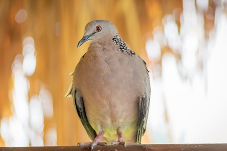 Indian spotted dove wild bird in Assam in India
