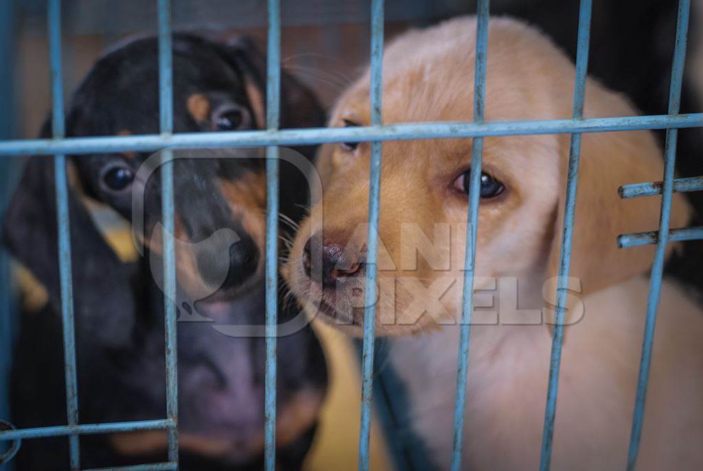 Pedigree breed puppies in cage on sale at Crawford pet market