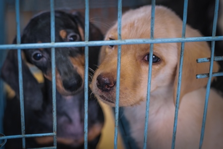 Pedigree breed puppies in cage on sale at Crawford pet market