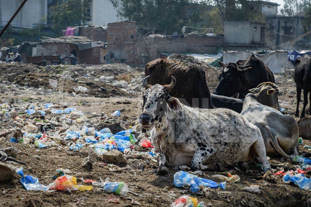 Indian dairy cows sitting among plastic pollution and garbage waste at Ghazipur Dairy Farm, Delhi, India, 2022