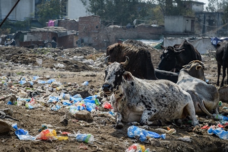 Indian dairy cows sitting among plastic pollution and garbage waste at Ghazipur Dairy Farm, Delhi, India, 2022