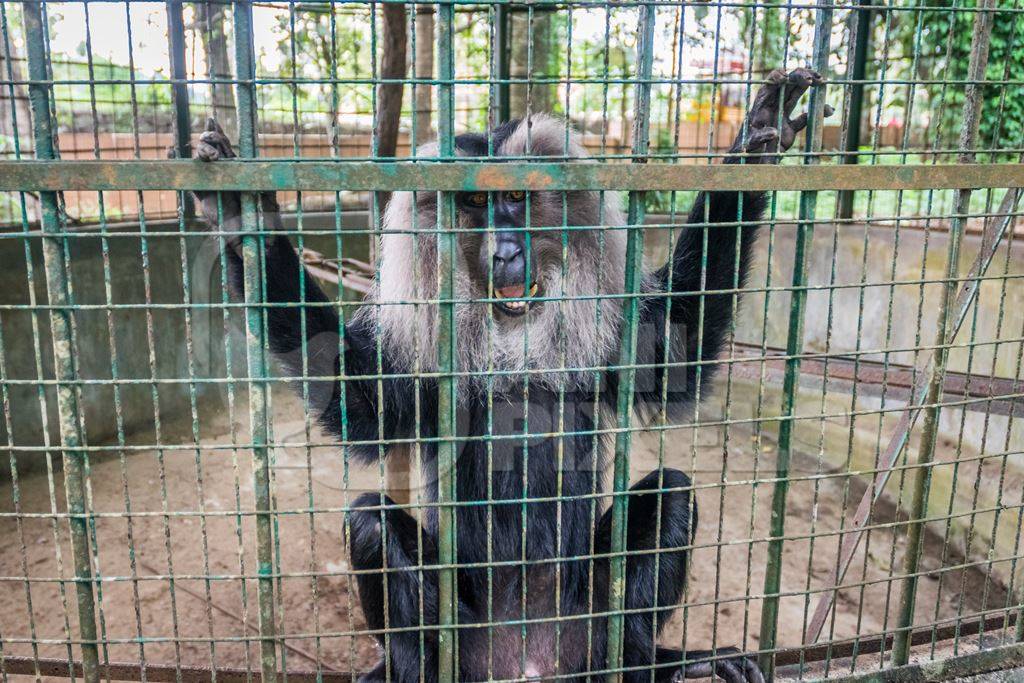 Solo Lion tailed macaque monkey held captive in a barren cage in captivity at Thattekad mini zoo