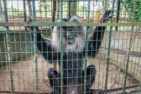 Solo Lion tailed macaque monkey held captive in a barren cage in captivity at Thattekad mini zoo